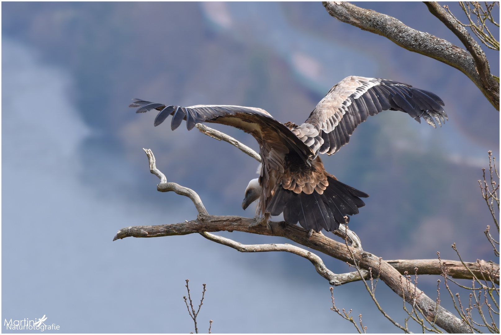 Gänsegeier (Gyps fulvus)