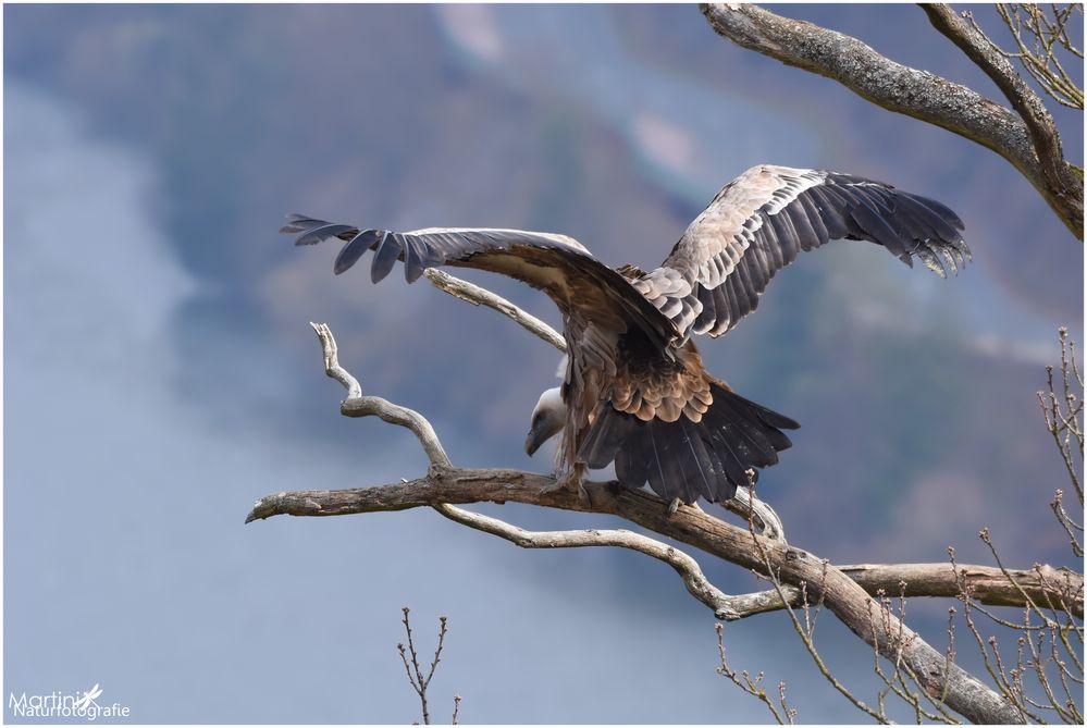 Gänsegeier (Gyps fulvus)