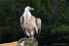 Gänsegeier ..... Gyps fulvus