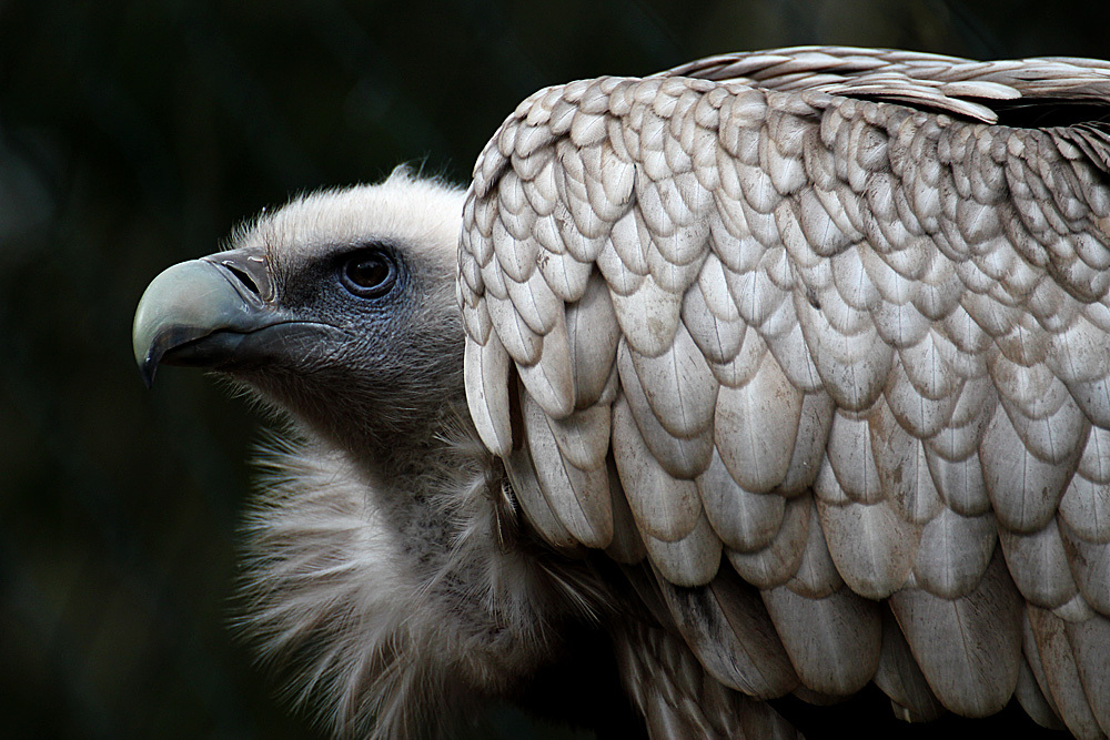 Gänsegeier (Gyps fulvus)