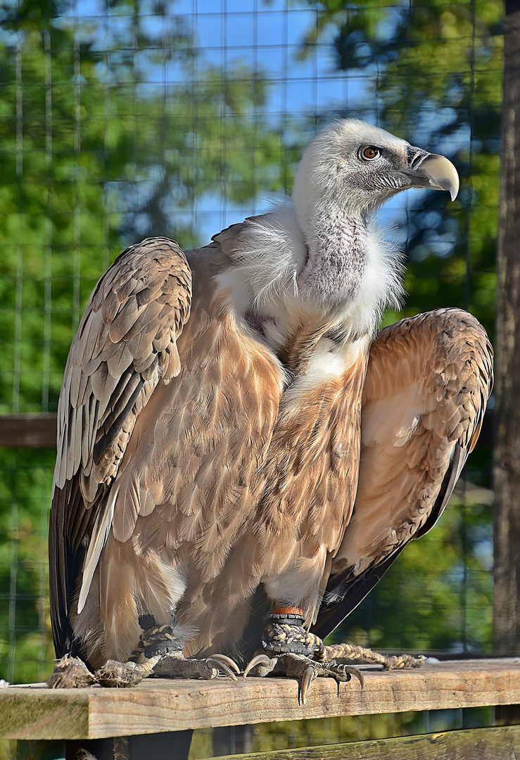 Gänsegeier (Gyps fulvus)