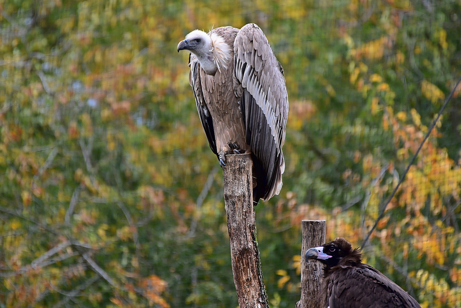 Gänsegeier (Gyps fulvus)