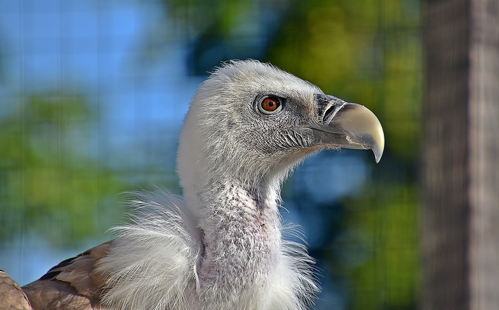 Gänsegeier (Gyps fulvus)