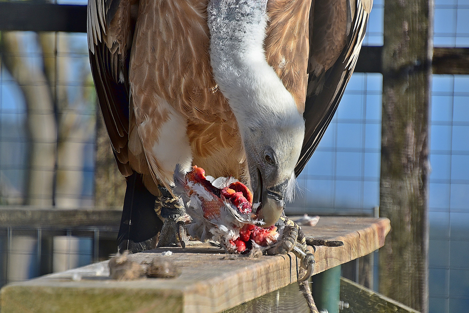 Gänsegeier (Gyps fulvus)