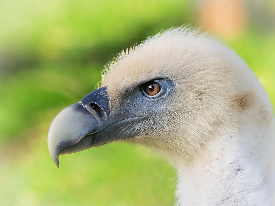 Gänsegeier (Gyps fulvus)