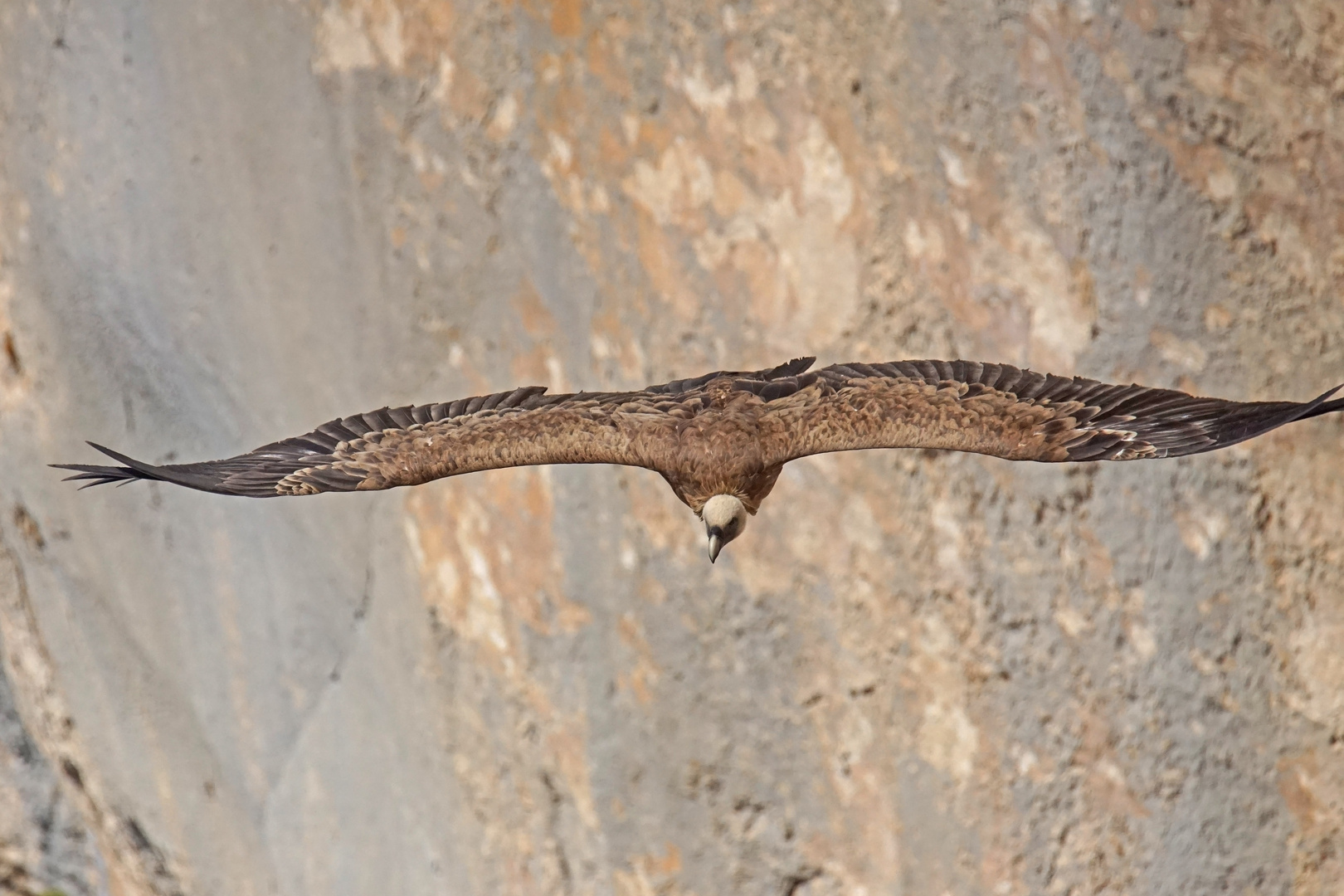 Gänsegeier (Gyps fulvus)