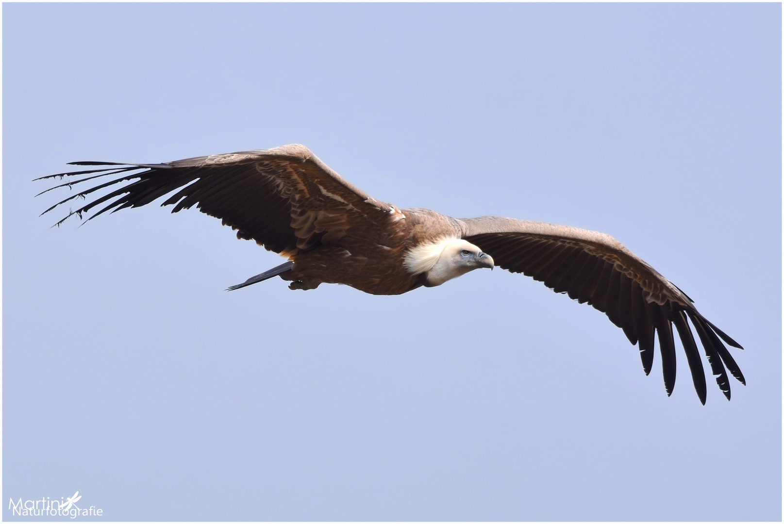 Gänsegeier (Gyps fulvus)