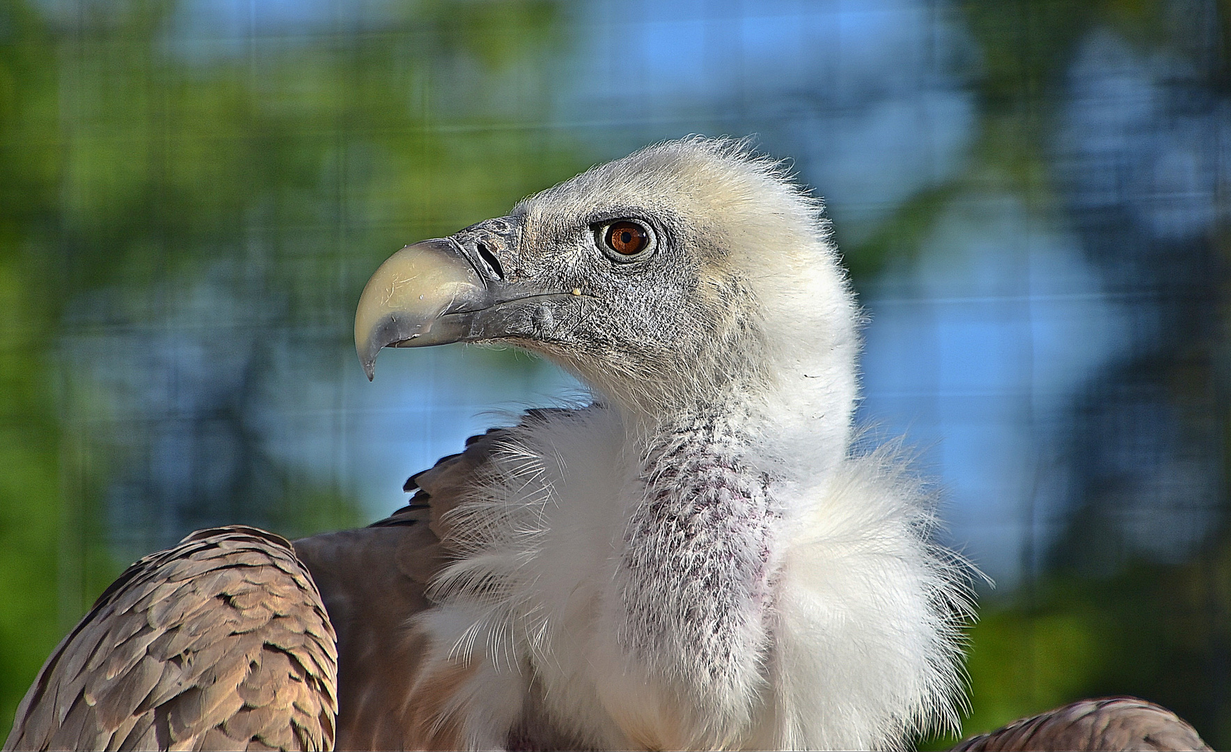 Gänsegeier (Gyps fulvus)