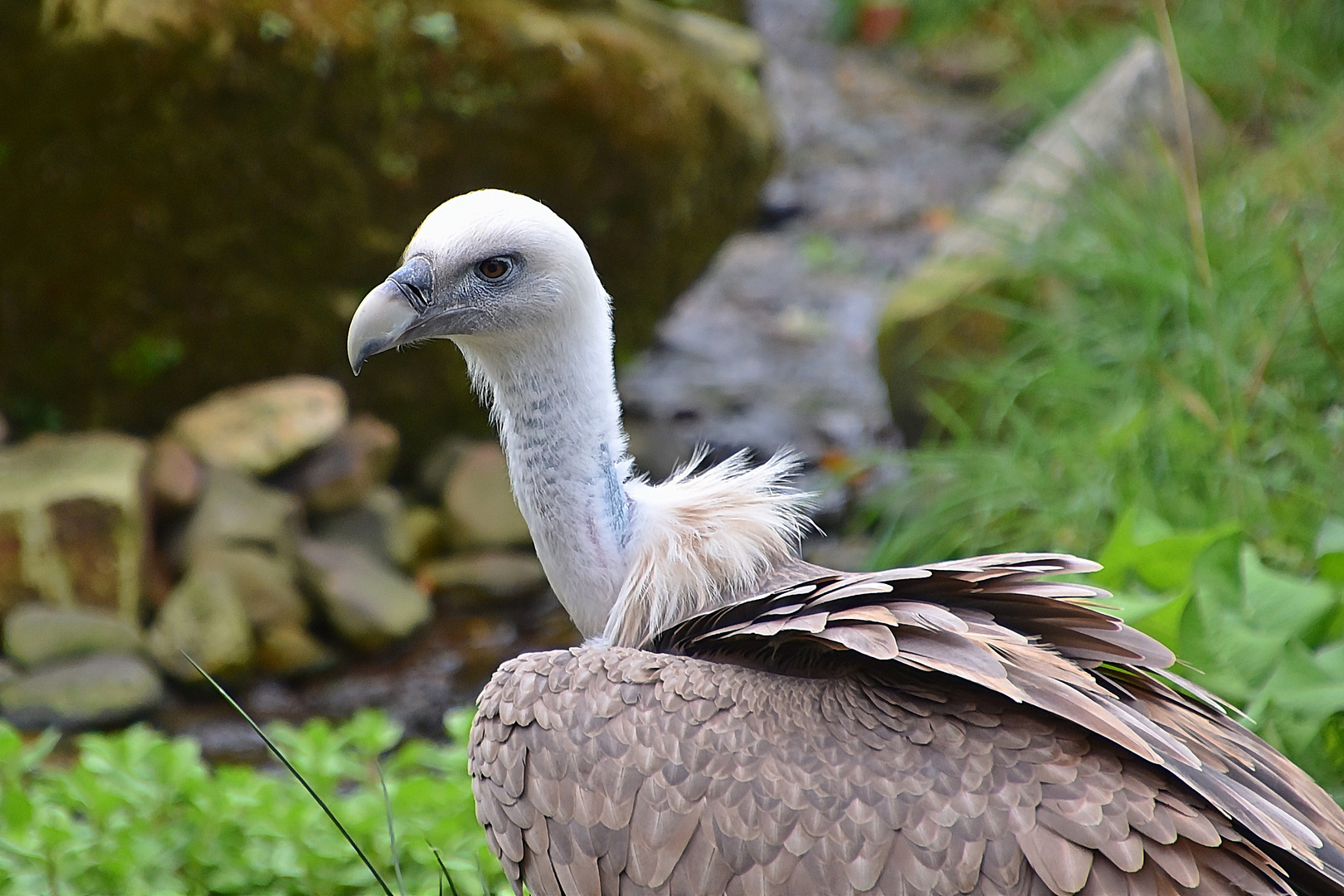 Gänsegeier (Gyps fulvus)