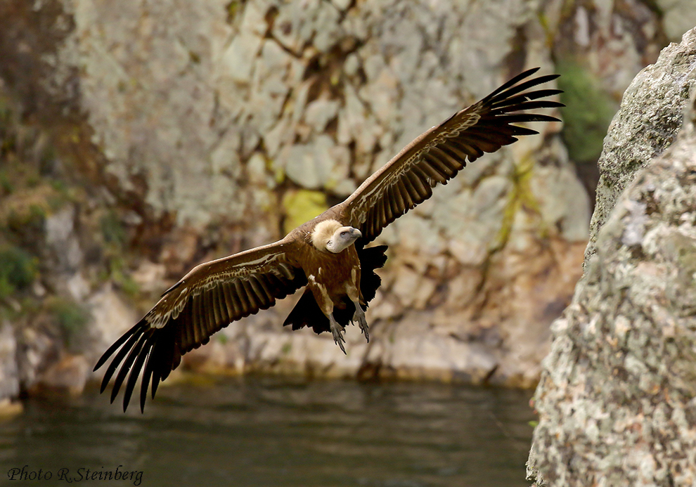 Gänsegeier (Gyps fulvus) I.