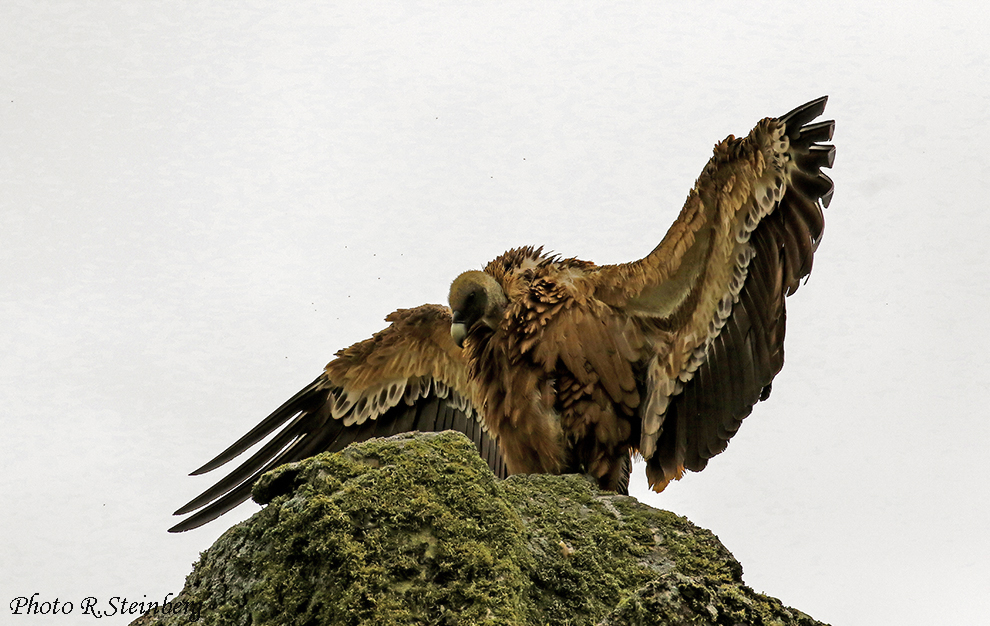 Gänsegeier (Gyps fulvus) II.