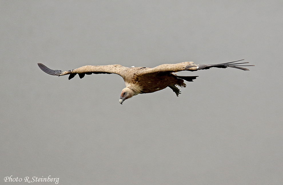 Gänsegeier (Gyps fulvus) III.