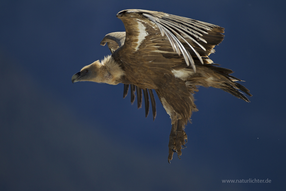 Gänsegeier (Gyps fulvus) im Flug