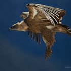 Gänsegeier (Gyps fulvus) im Flug