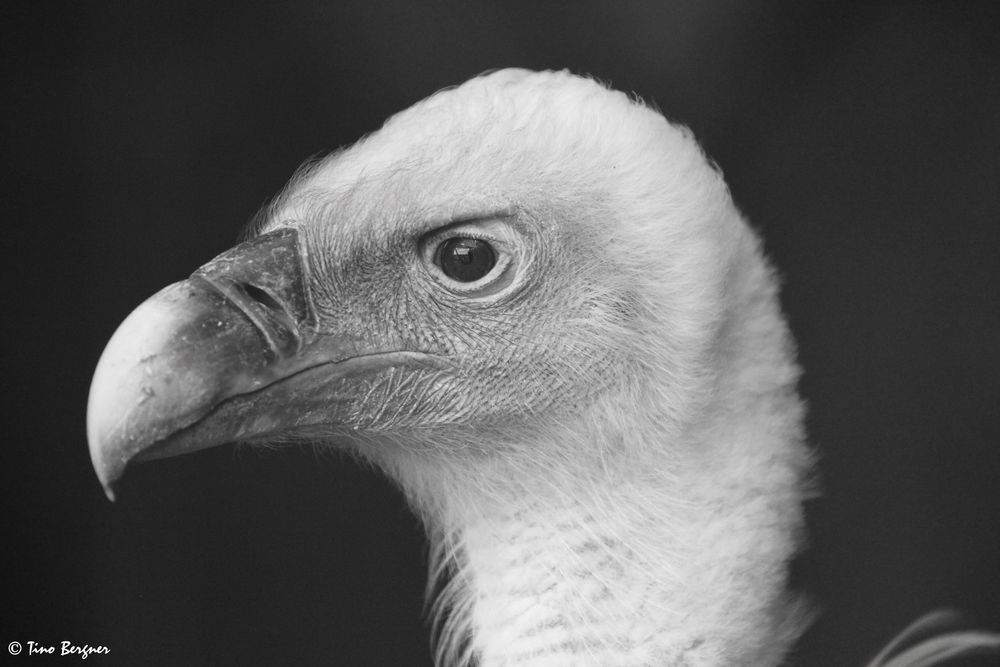 Gänsegeier (Gyps fulvus) mal in S/W