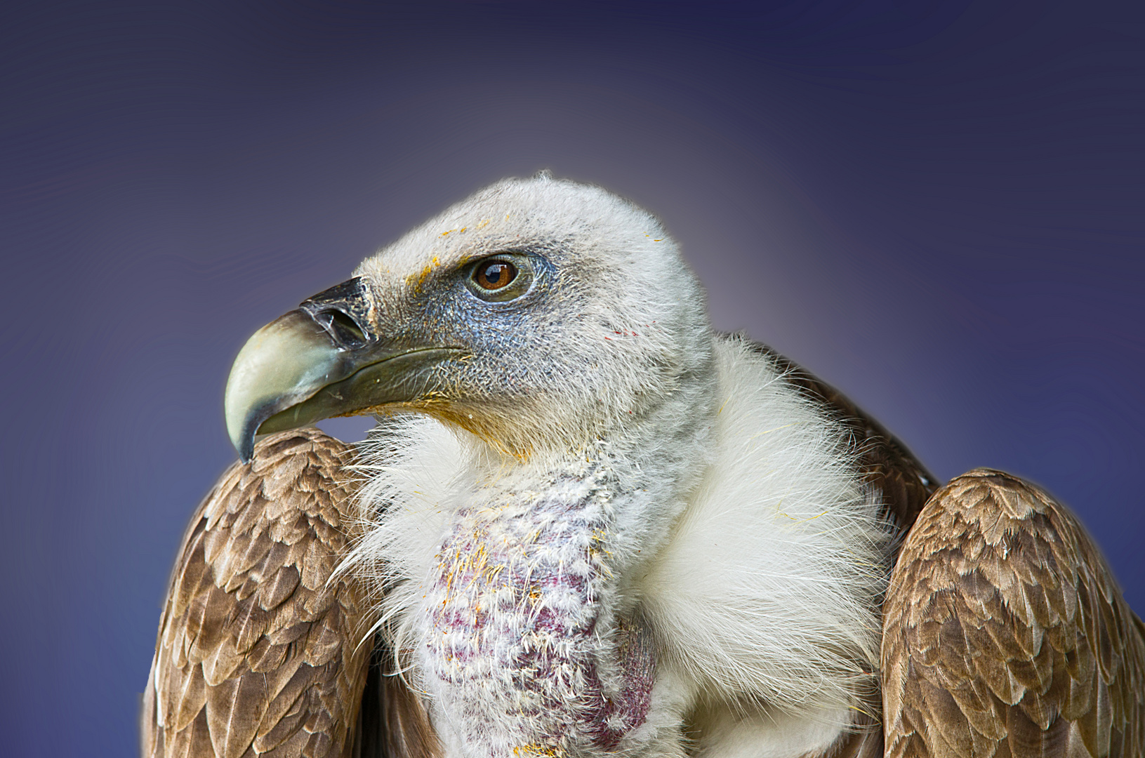 Gänsegeier  Gyps fulvus  Vautour fauve