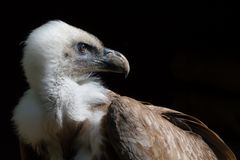 Gänsegeier hat wohl was im Rücken entdeckt :-)