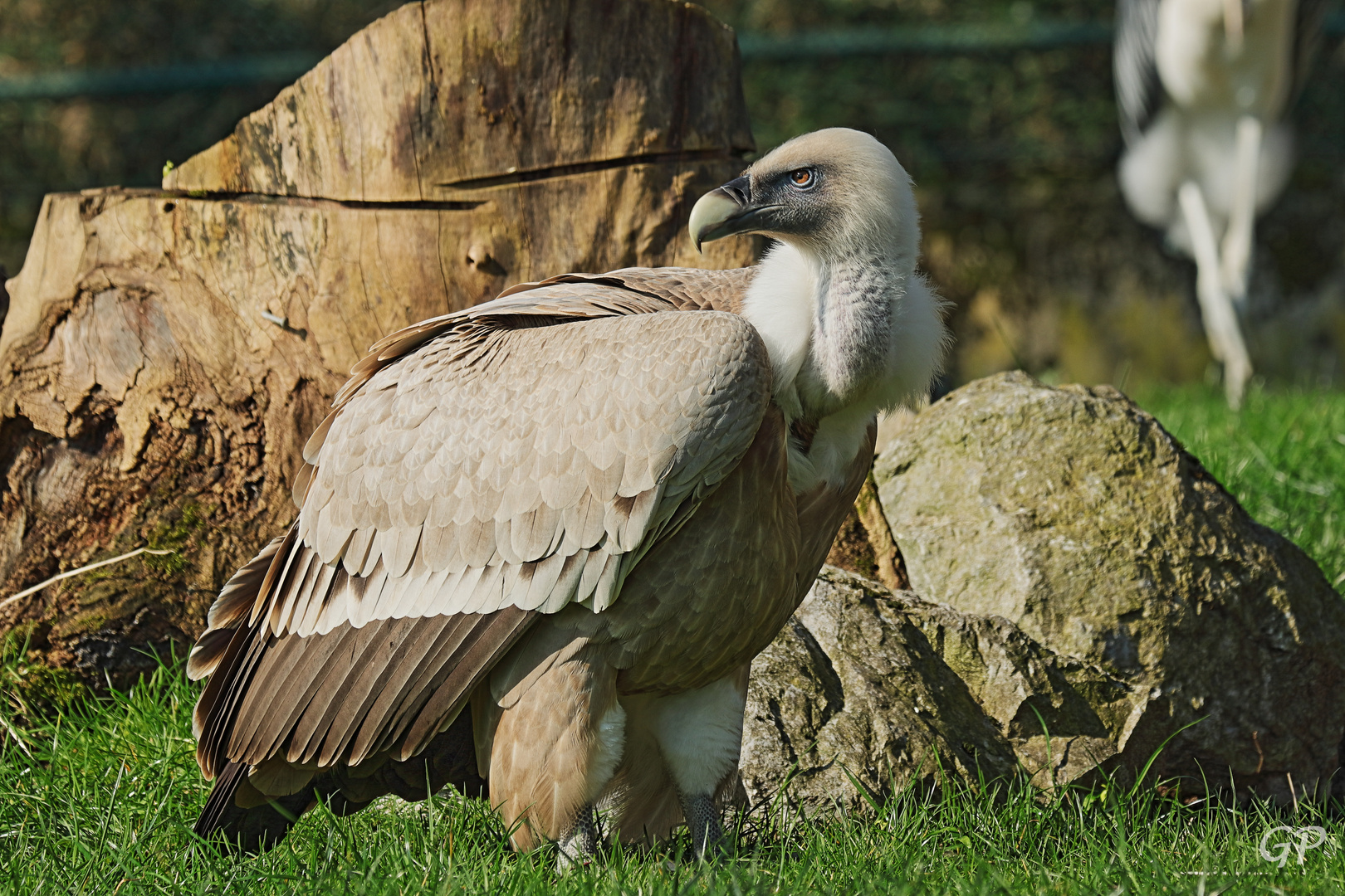 Gänsegeier II