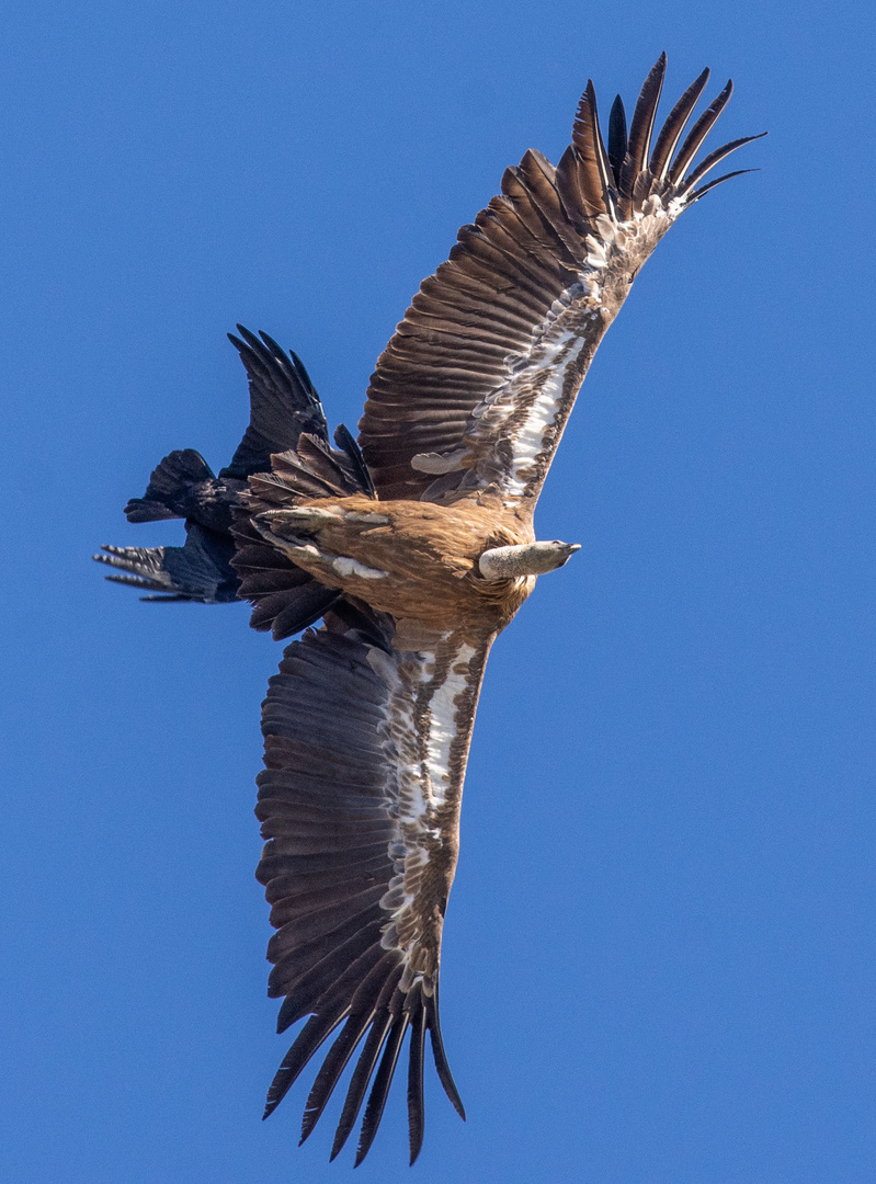 Gänsegeier II