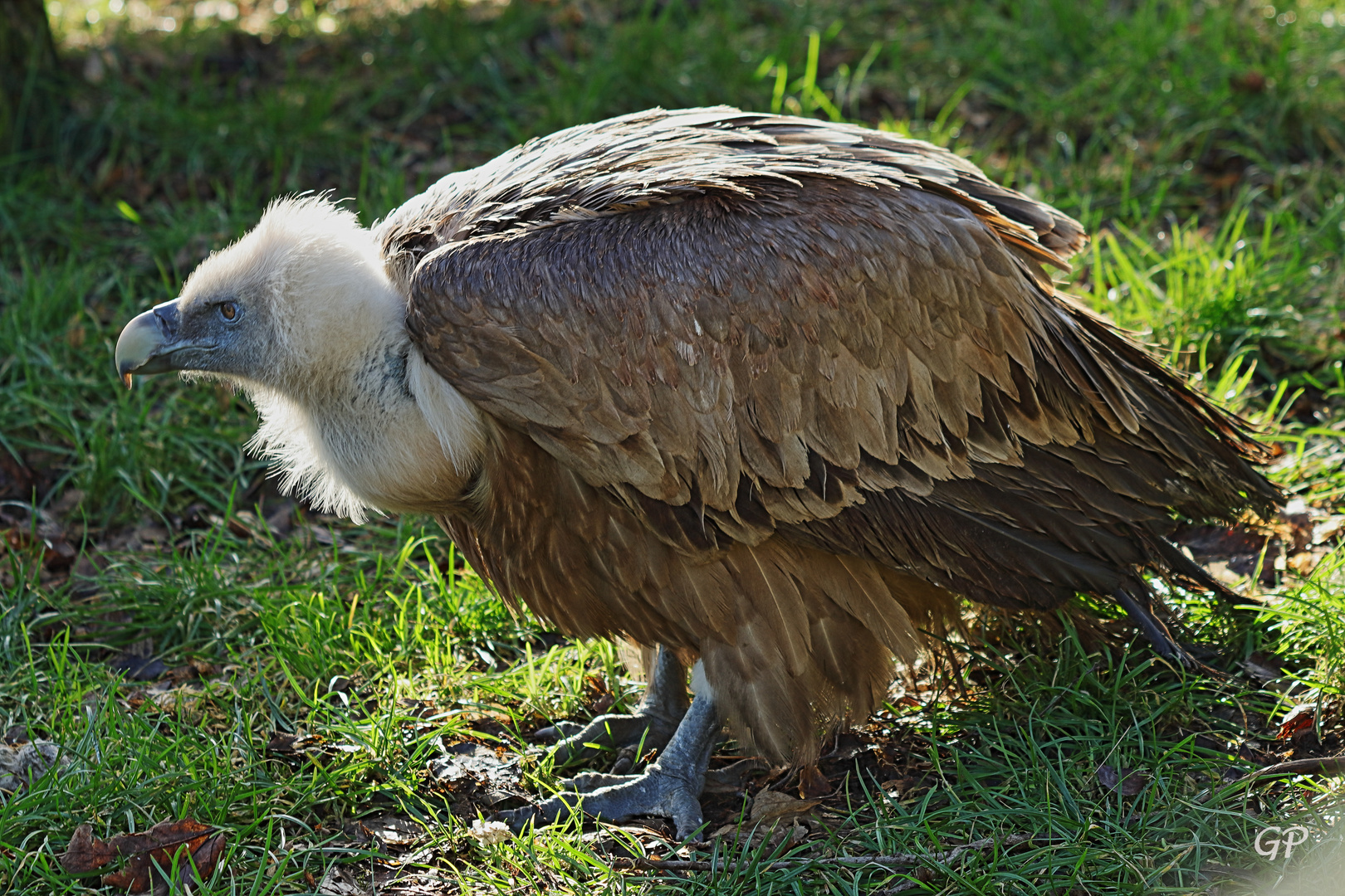 Gänsegeier II