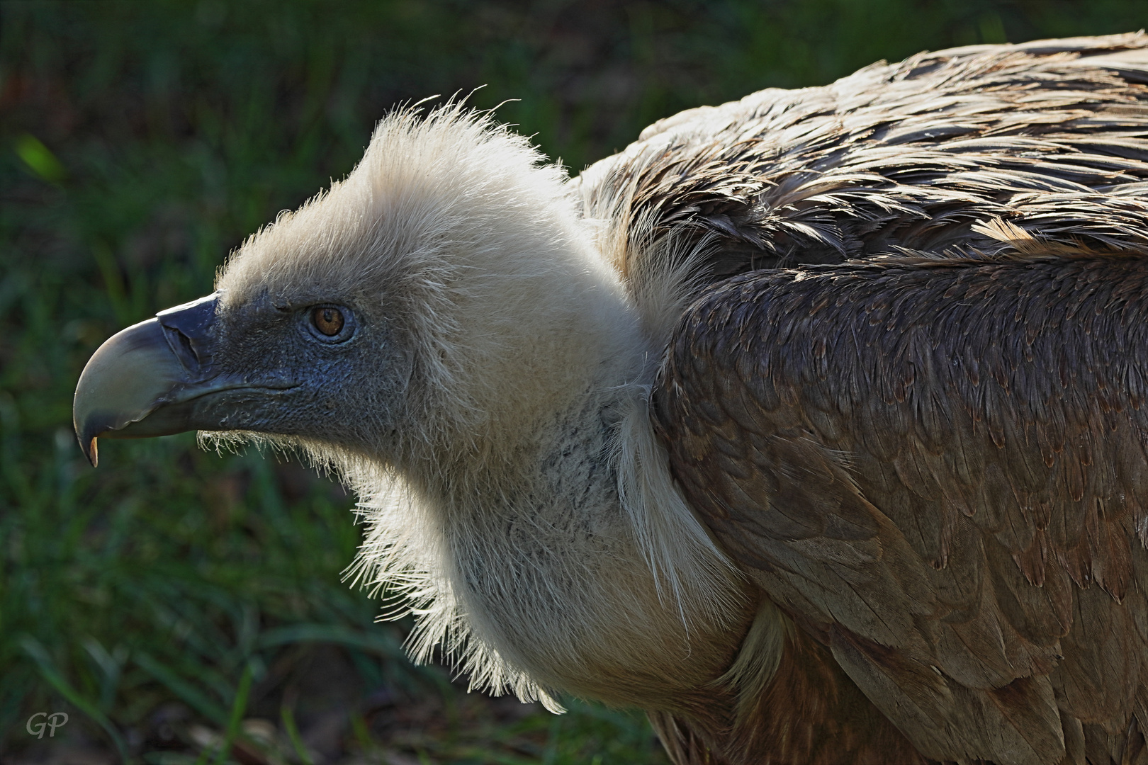 Gänsegeier III