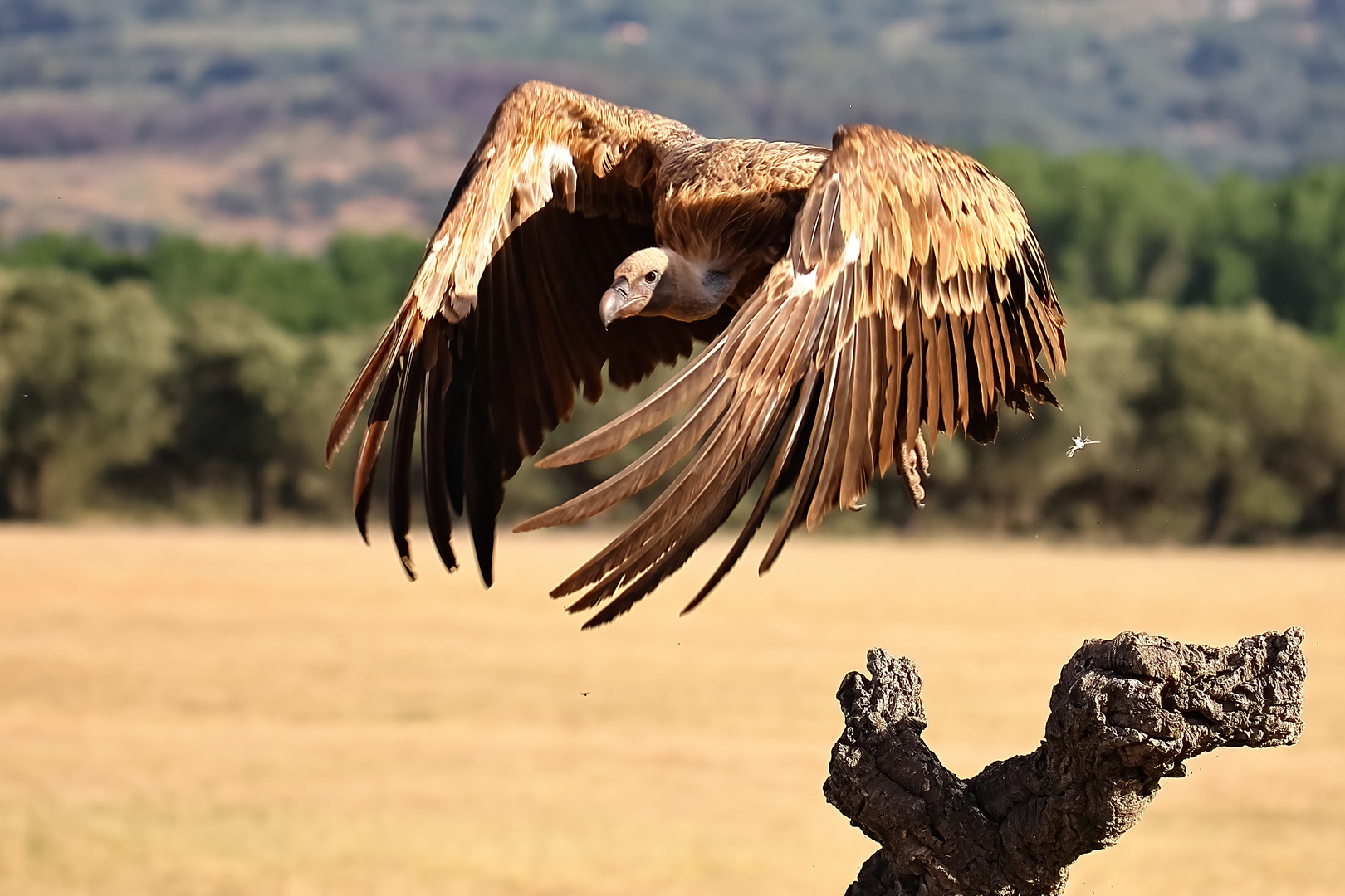 Gänsegeier im Abflug