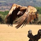 Gänsegeier im Abflug