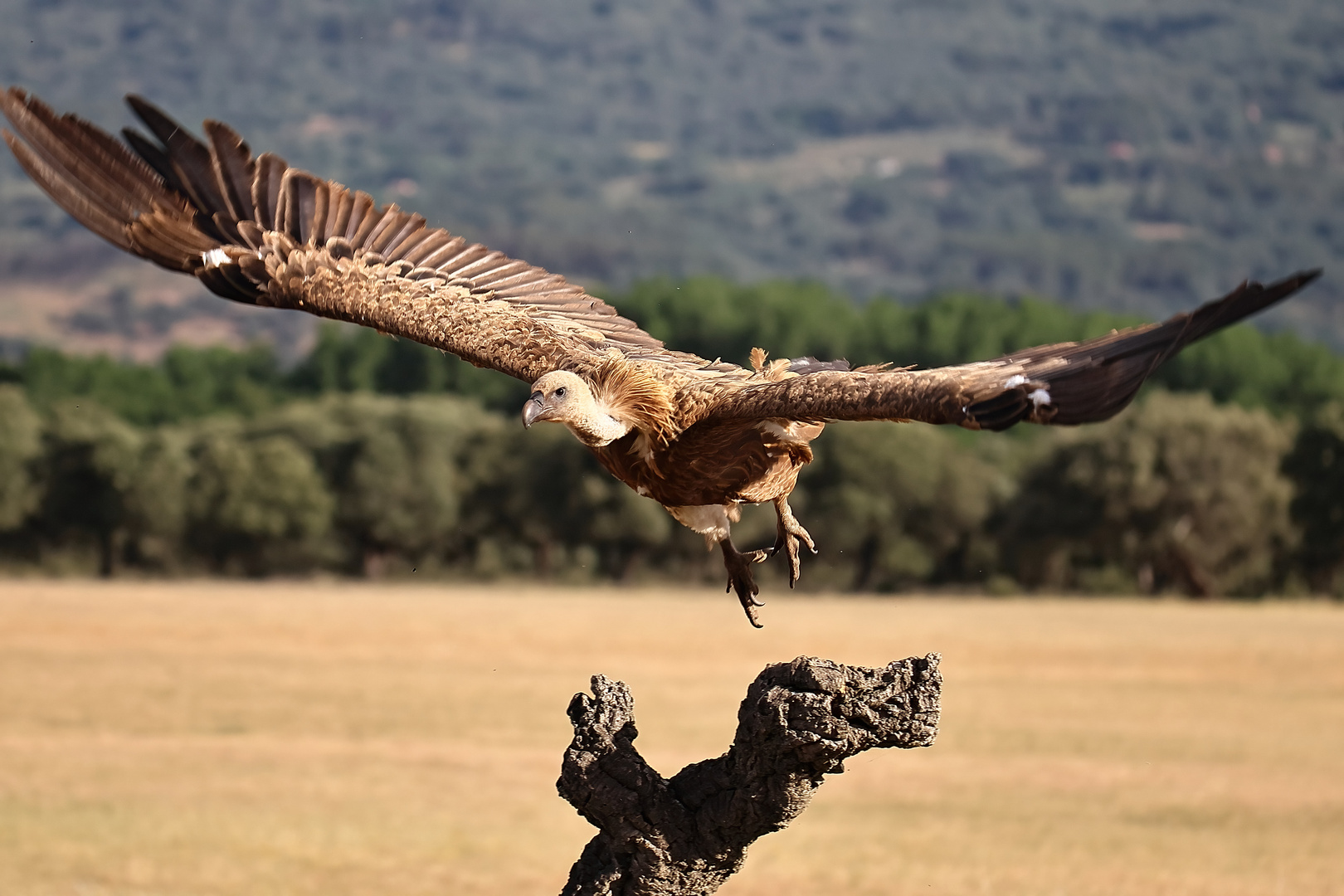 Gänsegeier im Abflug