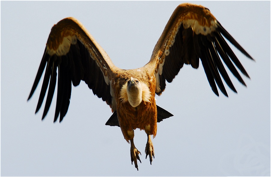 Gänsegeier im Abflug...wildlife