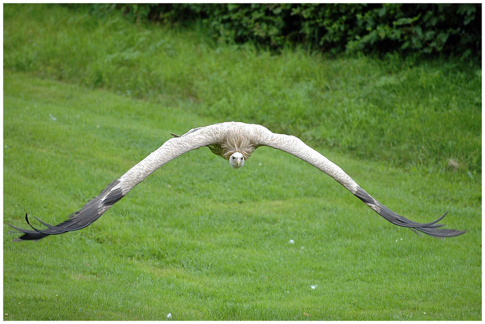 Gänsegeier im Anflug