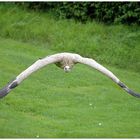 Gänsegeier im Anflug