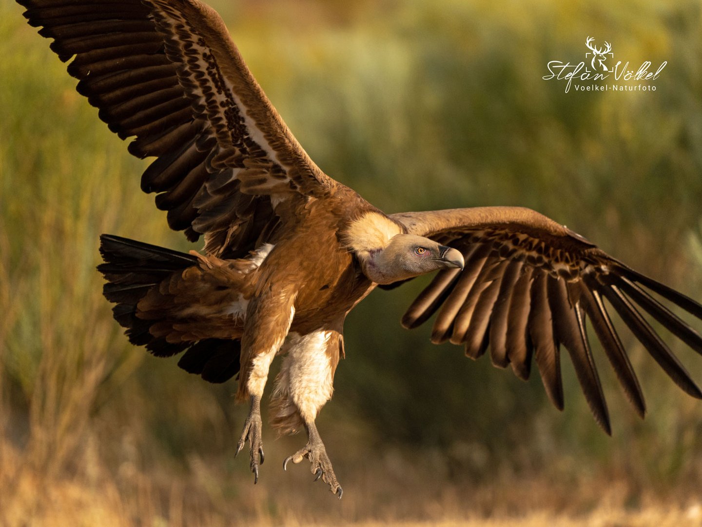 Gänsegeier im Anflug