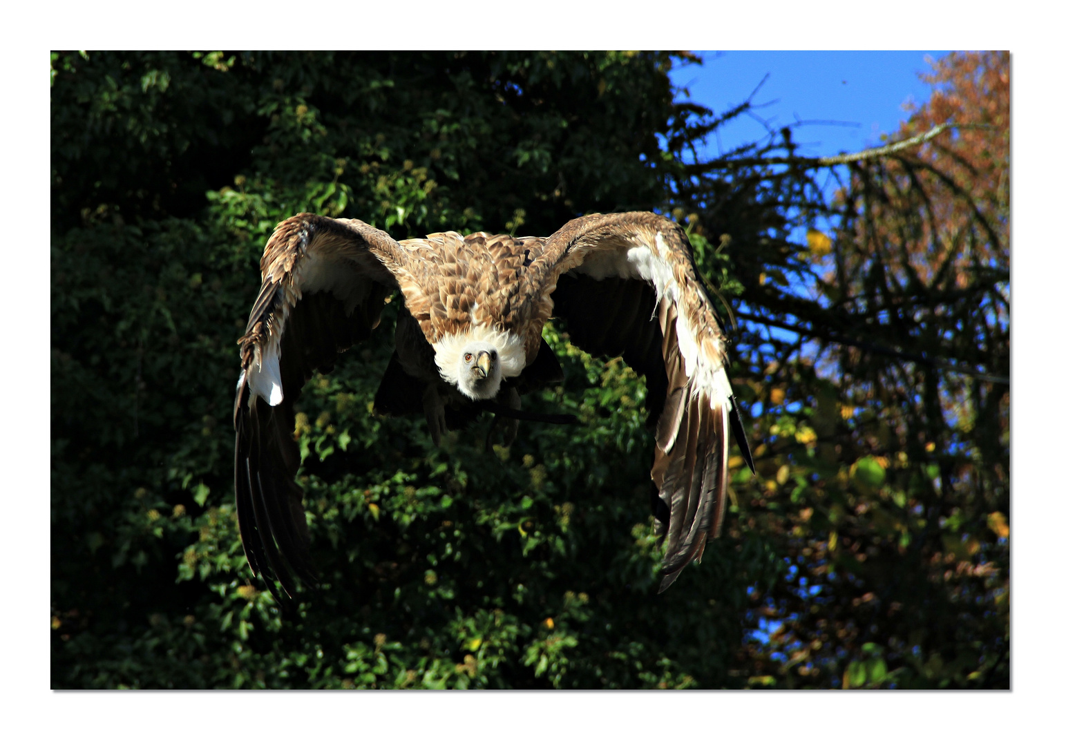 Gänsegeier im Anflug