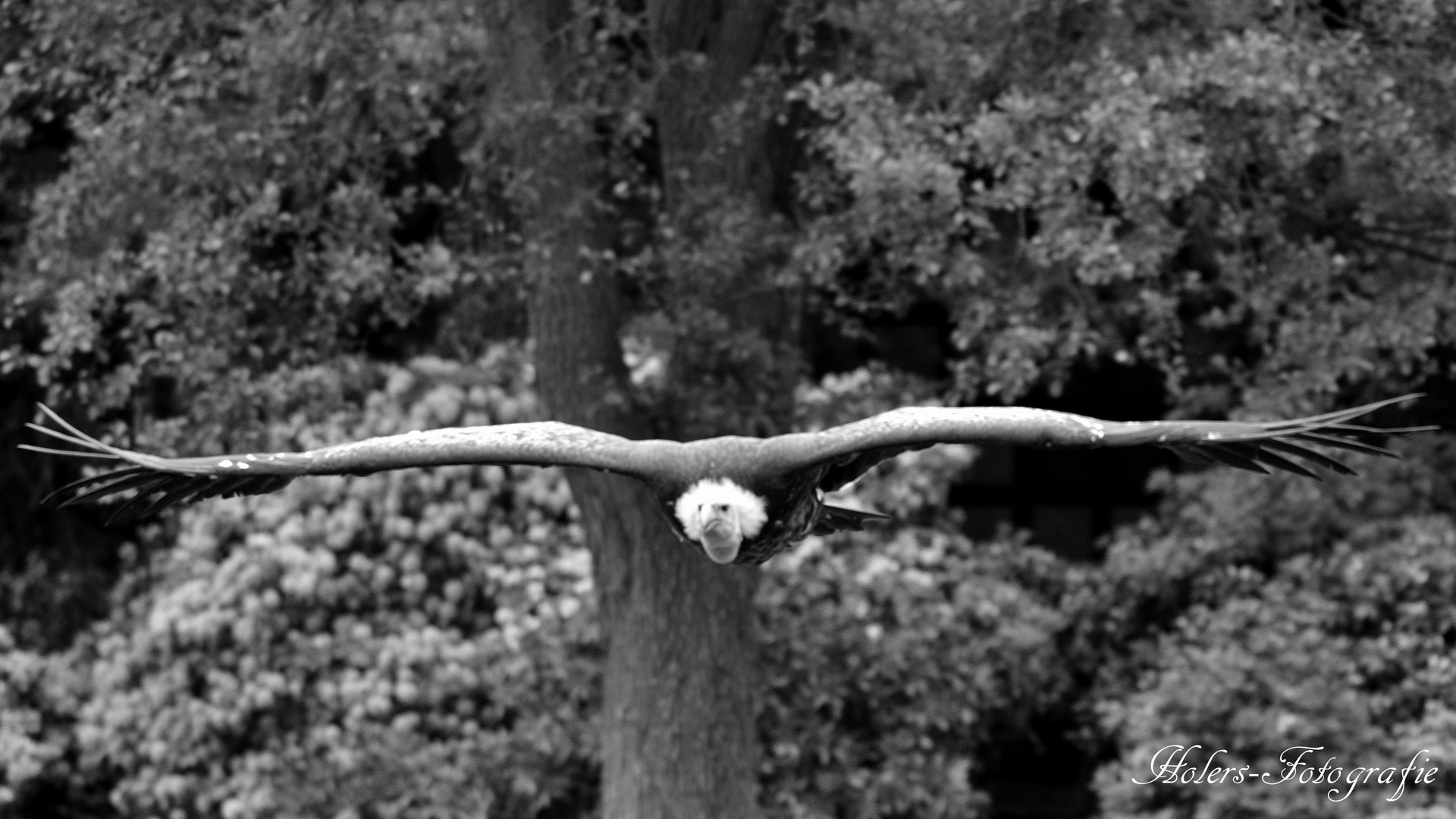 Gänsegeier im Anflug