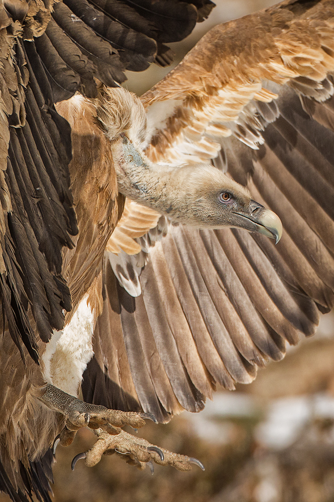 Gänsegeier im Anflug