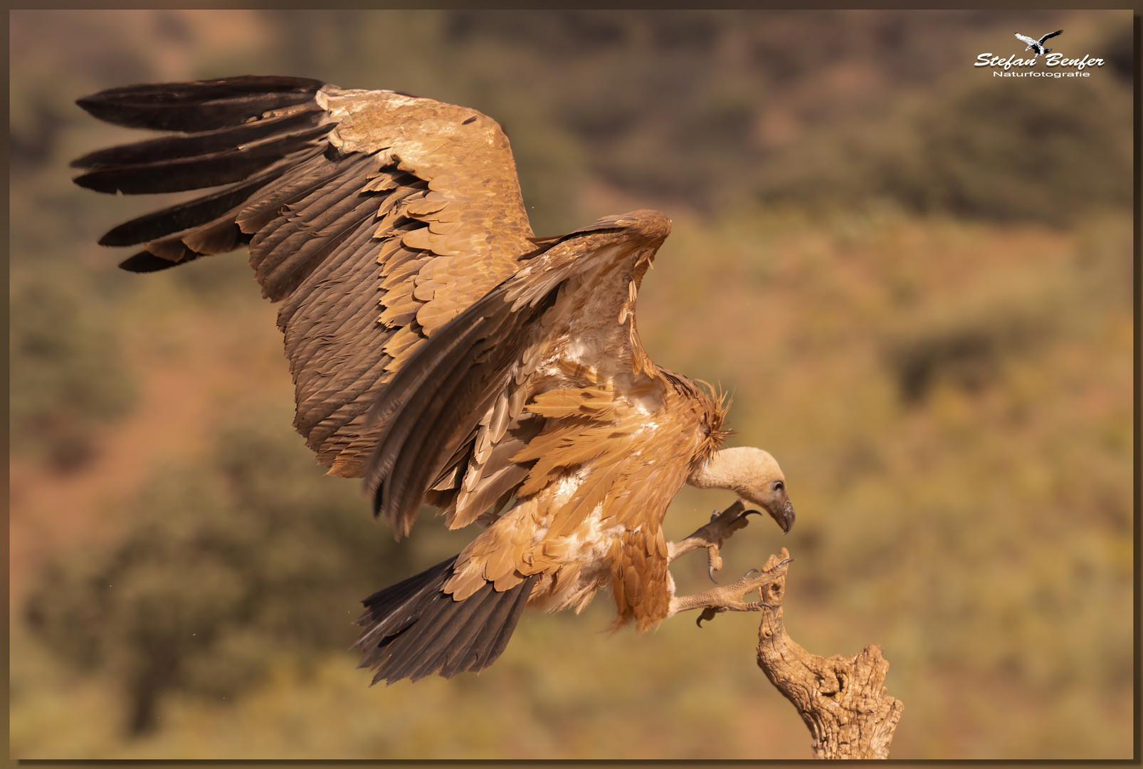 Gänsegeier im Anflug