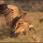 Gänsegeier im Anflug