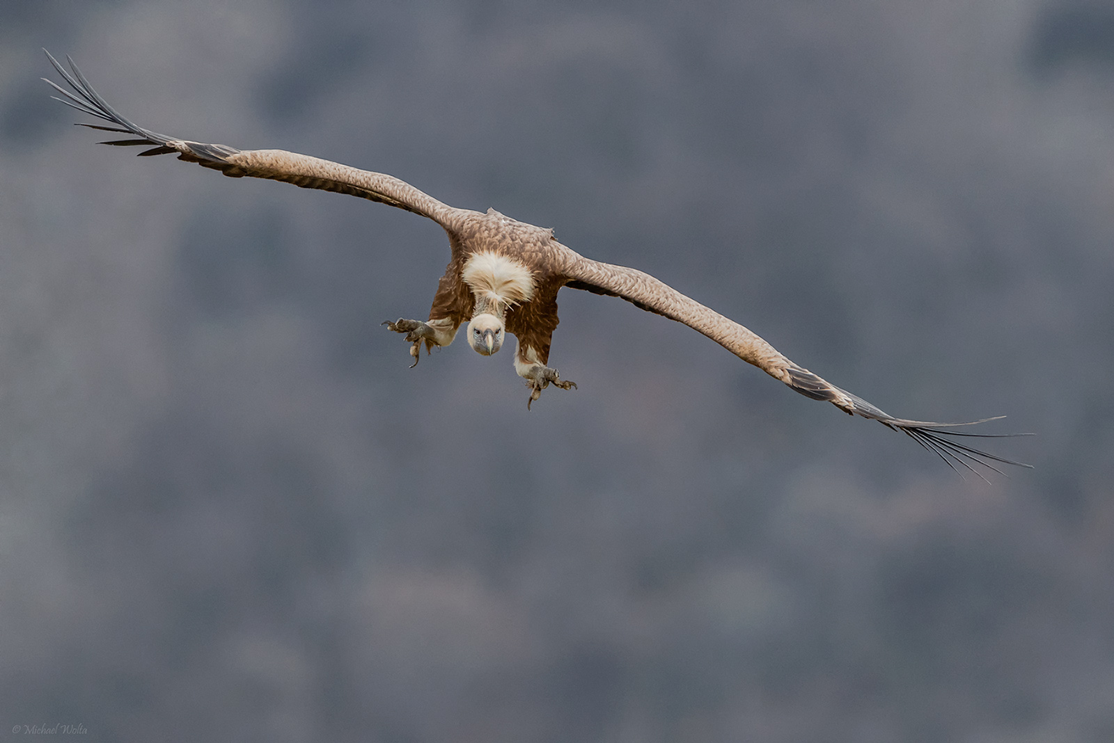 Gänsegeier im Anflug