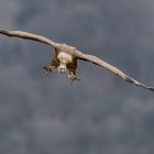 Gänsegeier im Anflug