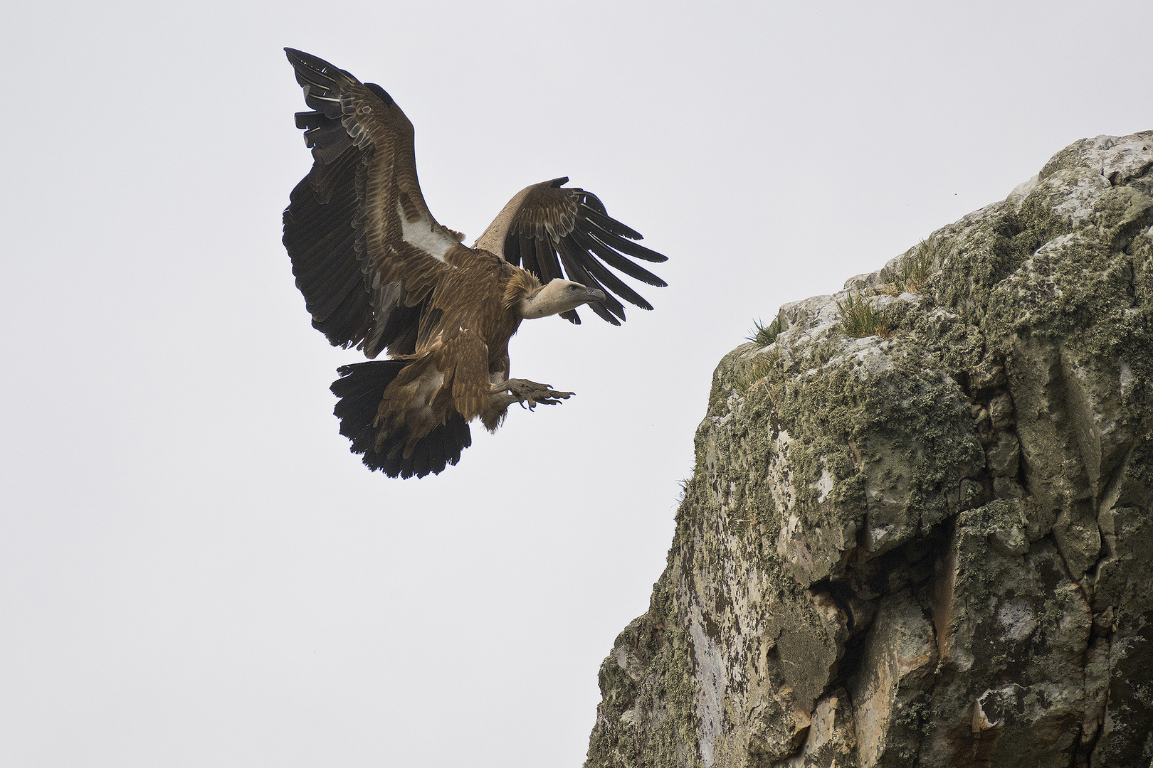 Gänsegeier im Anflug