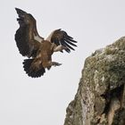 Gänsegeier im Anflug