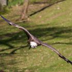 Gänsegeier im Anflug, die Beute ist schon eindeutig fixiert