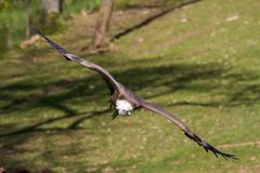 Gänsegeier im Anflug, die Beute ist schon eindeutig fixiert