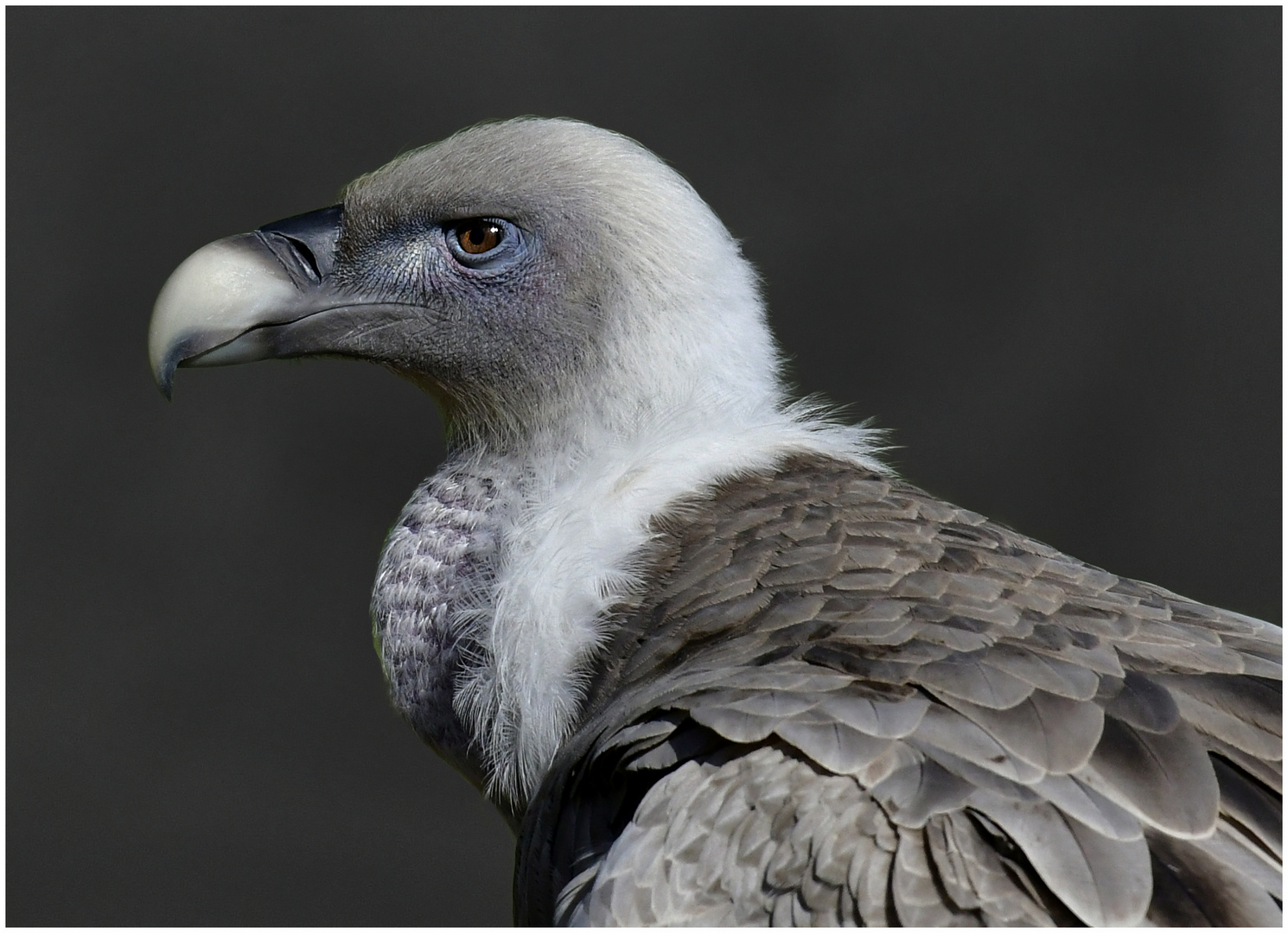 Gänsegeier im Duisburger Zoo