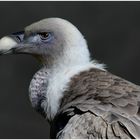 Gänsegeier im Duisburger Zoo