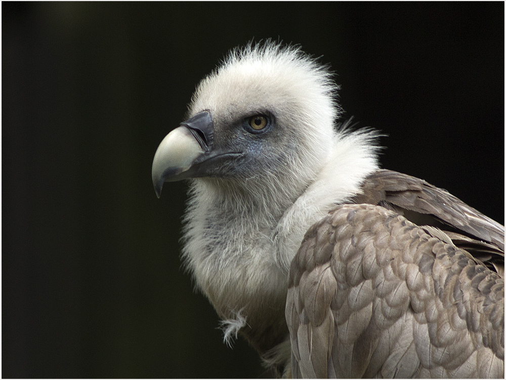 Gänsegeier im Duisburger Zoo