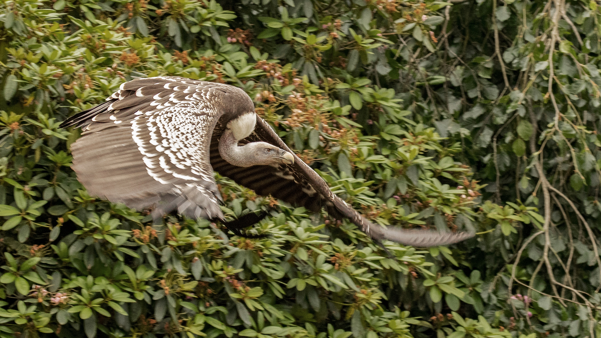 Gänsegeier im Flug 004