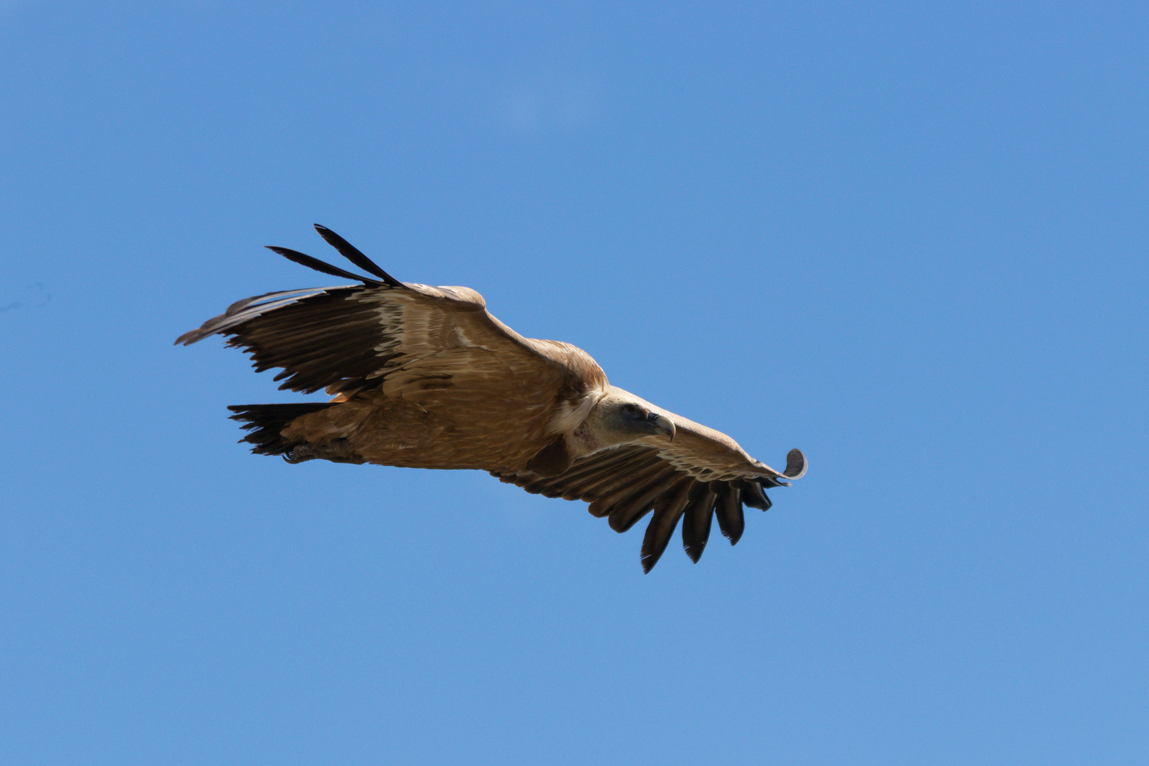 Gänsegeier im Flug