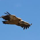 Gänsegeier im Flug