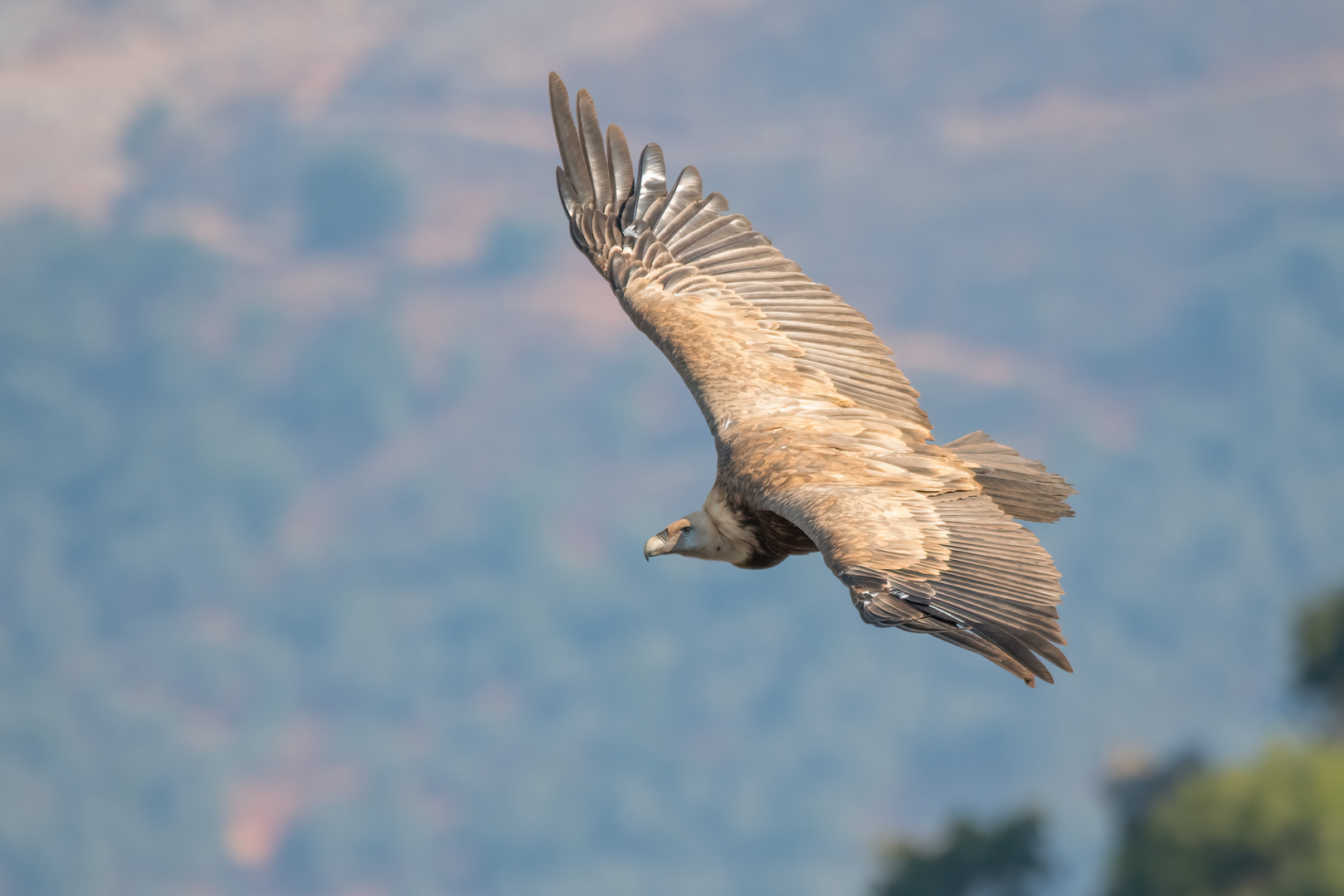 Gänsegeier im Flug